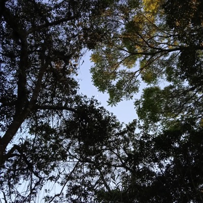 Viaje Sonoro (Old Version) - Single