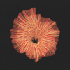 Sienna (feat. Temm) - Jacana People