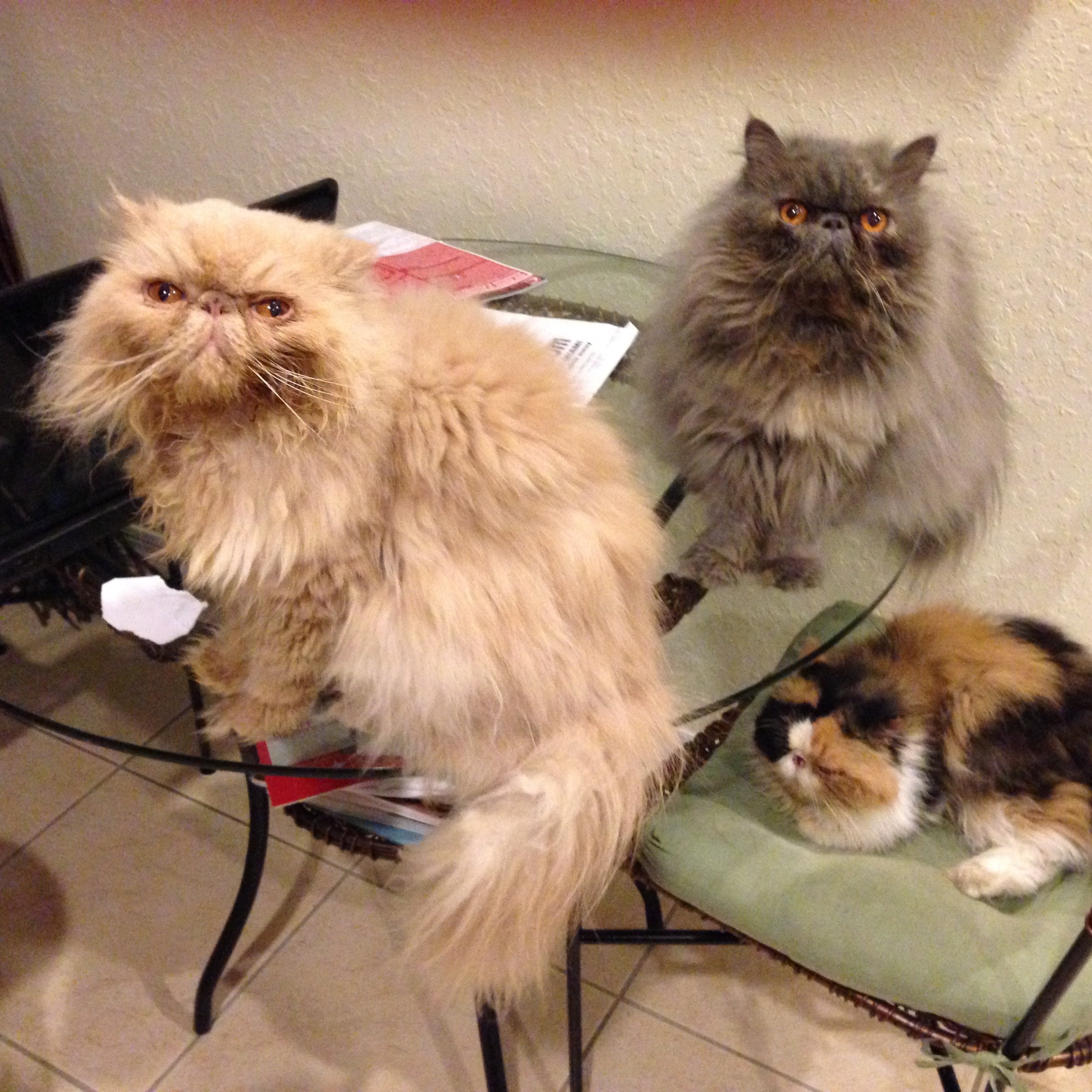 Esclavos De Los Gatos