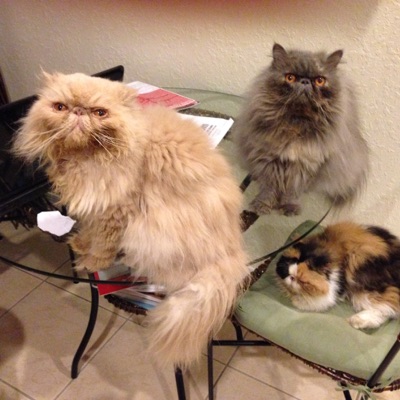 Esclavos De Los Gatos