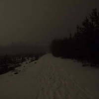 lonely forest - Single - dream1x