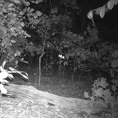 ozark nightstalker 2007 - Single