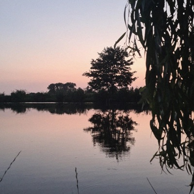 weiße rosen. - Single