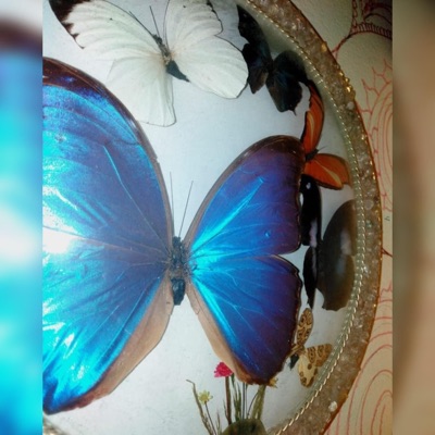 Efecto Mariposa - Single
