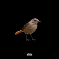 BIRD (feat. Lil Kobra) - Single - southxavyy