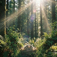 Пташечка - Single - Pelageya