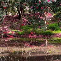 Recollide - Single - Alruna