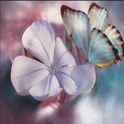 Fly Together - Single