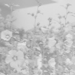 Tender Plant - Single
