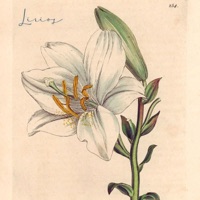 Lirios - Single - Best Pulse & The Retune Project