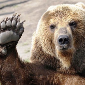 VEM COM A TROPA DO URSO