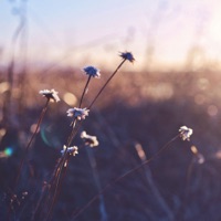 Verses - Luis Miehlich