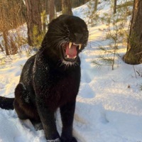 Somebody - Single - 14kBird