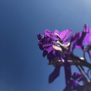 Bloom EP - EP