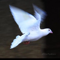 Flockin Wit the Doves - Single - smcukers