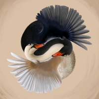 Solo Amor (feat. Francisca Y Los Exploradores) - Single - Echega