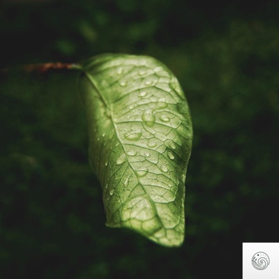 Quiet Rain - Single