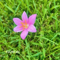 FLOWERS - Single - Jeremie Barrios