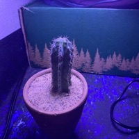 San pedro bankrolls - Single - Ruski 223