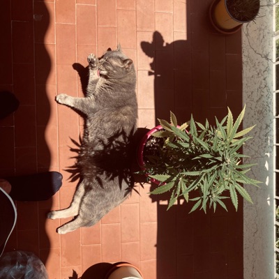 fiori elettrici - Single