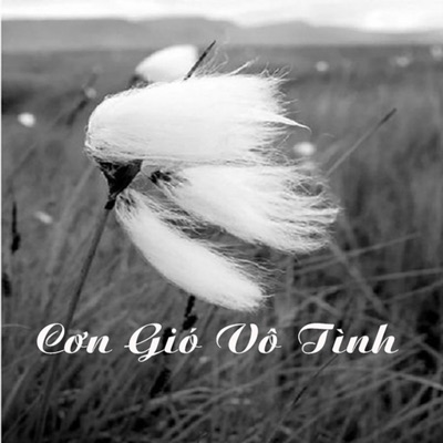 Cơn Gió Vô Tình