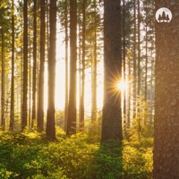 When The Trees Wake - Single - northern drift & Jonny Abbey