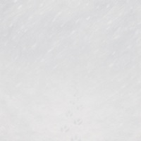 Weißes Kaninchen im Schneesturm (Unaufgenommene Songs Teil II) [feat. E1T1] - Stylerwack