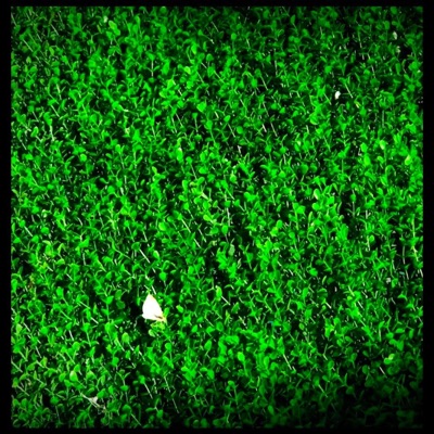 T.O.A.R. (Thorn on a Rose) - Single