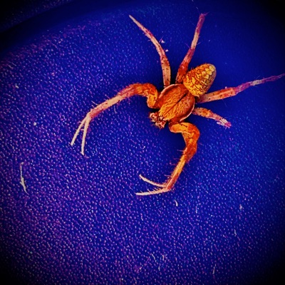 Blame You (feat. Prodsteve) - Single