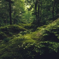 Forest Floor - EP - Sleeper Toons