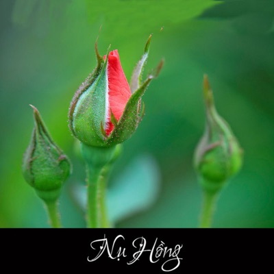Nụ Hồng