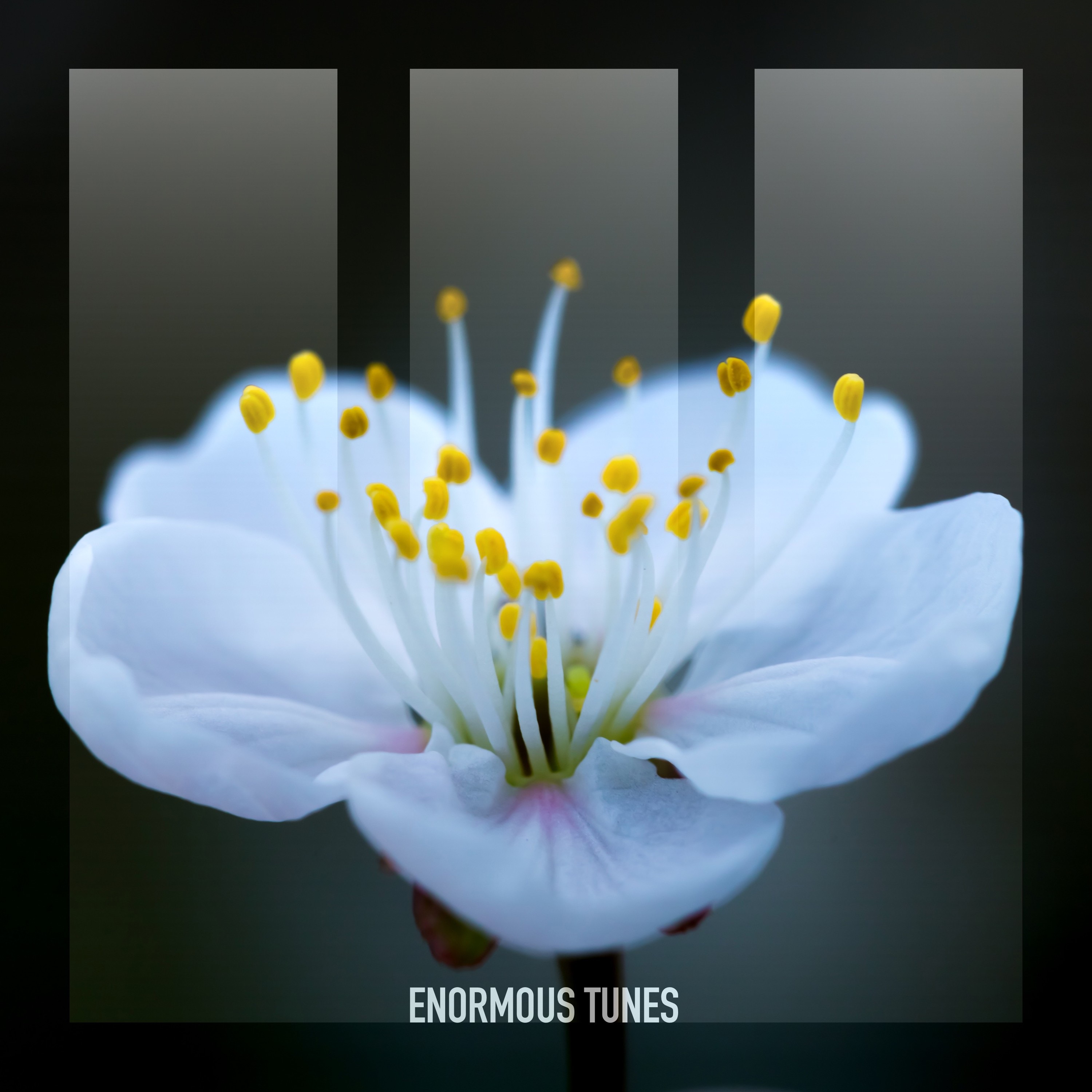 Nightingale - Single