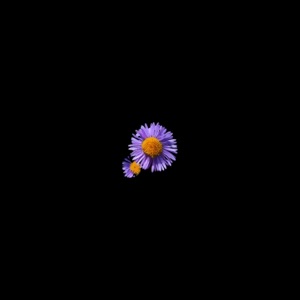 fool - Single