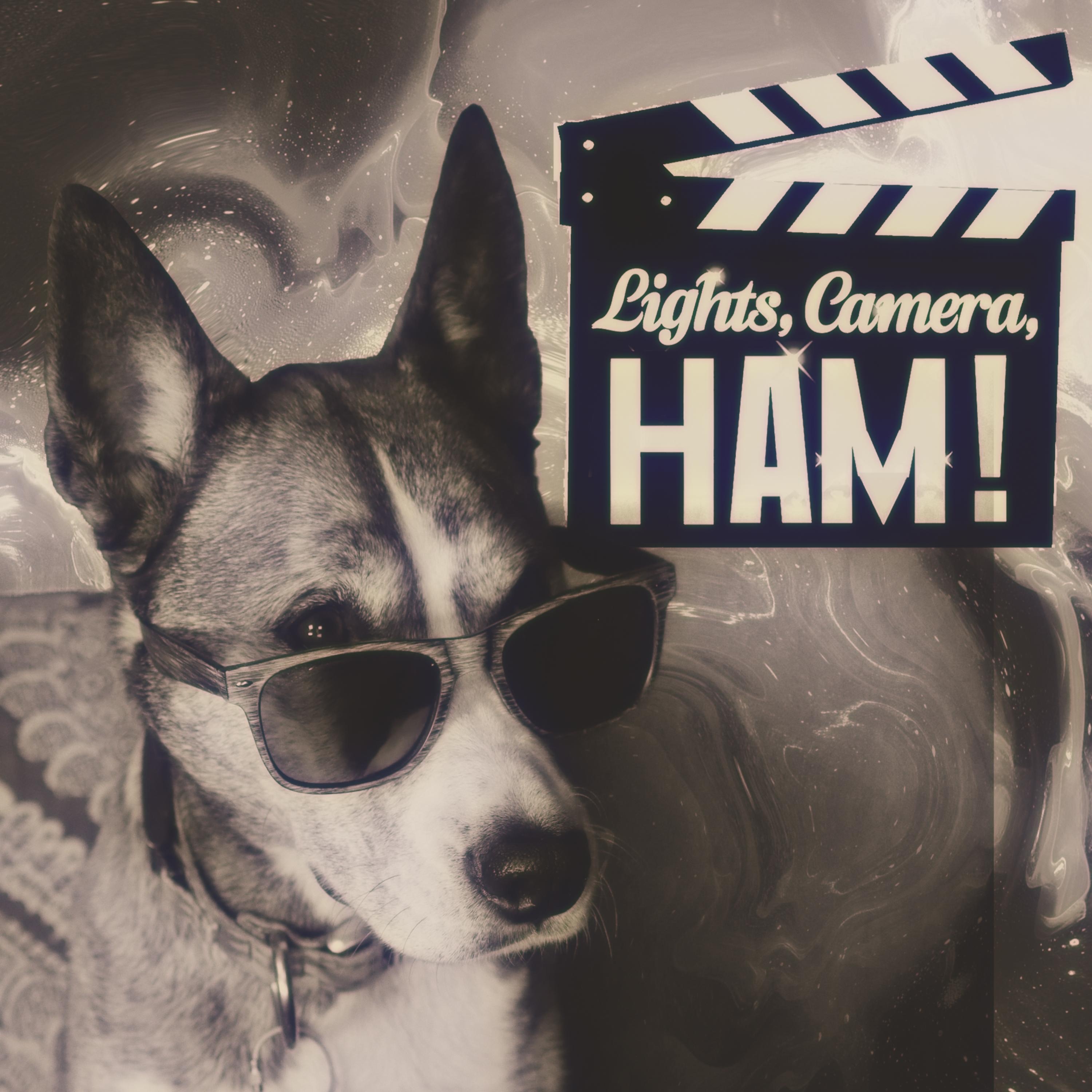 Lights, Camera, Ham! - Single