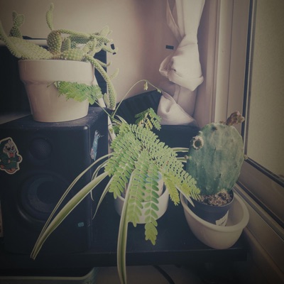 sundays at home with my plants - Single