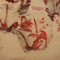 Tulips - Single - Tey Yahawadah
