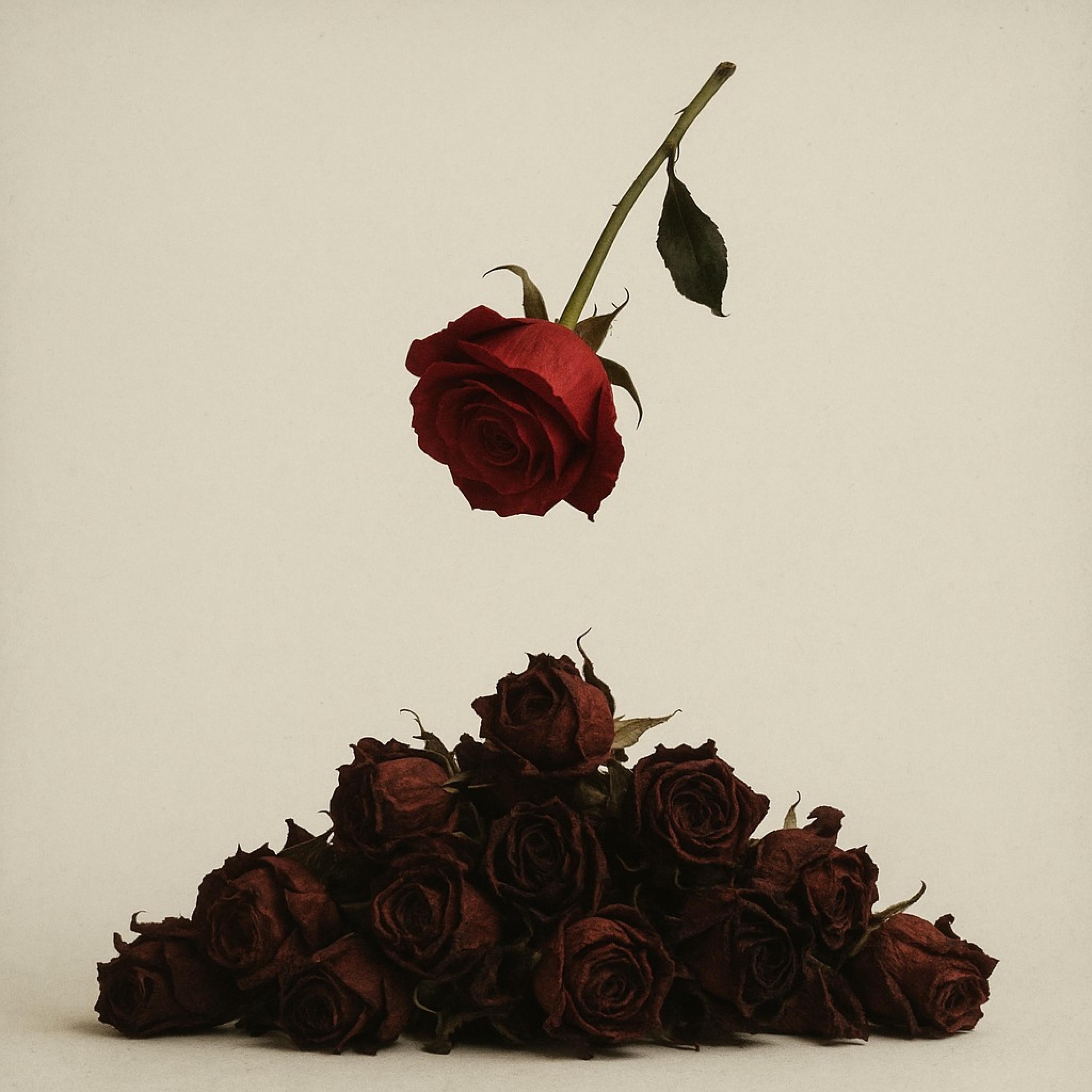 I Can't Leave - Single