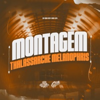Montagem Thalassarche Melanophris (feat. MC G15) - Single - DJ EDU 013