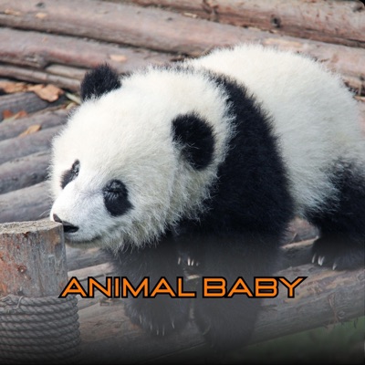 CrazyHead Music - Animal Baby