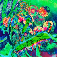 N2Cu - Single - Fets Luck