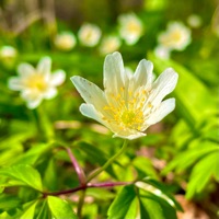 Honey Bean - Single - Jeff Joyner