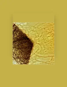 Awell सुनें, म्यूज़िक वीडियो देखें, बायो पढ़ें, दौरे की तारीखें और बहुत कुछ देखें!