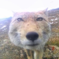 goofy - Single - Purple Shotty