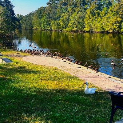 BACK TO THE BEGINNING - Single