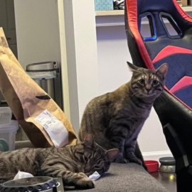 the dogs the cats viscousrevenge