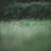 The Wake