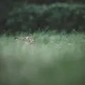 The Wake