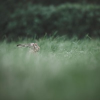 The Wake