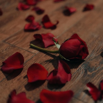 She Loves me She loves me Not - Single