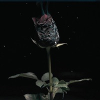 خبيلة - Single - Shvdy